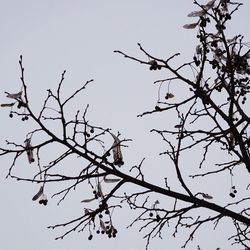 Low angle view of bare tree against clear sky