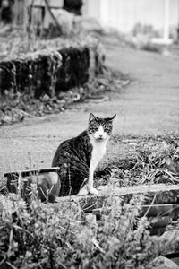 Close-up portrait of cat sitting outdoors