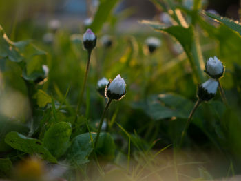 Close-up of white flowering plant