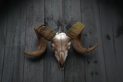 Low angle view of animal skull hanging from wooden wall