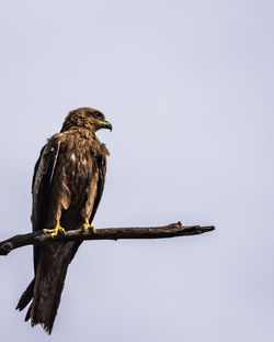 Low angle view of eagle perching against clear sky