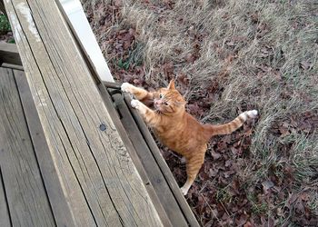 High angle view of cat climbing unto deck