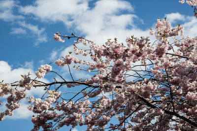 Low angle view of cherry blossoms against sky