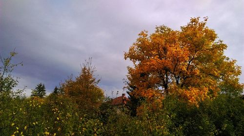 Low angle view of tree against sky