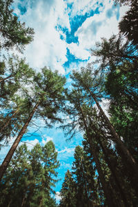 Low angle view of trees against sky