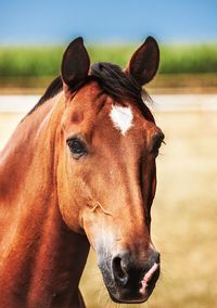 Close-up portrait of a horse
