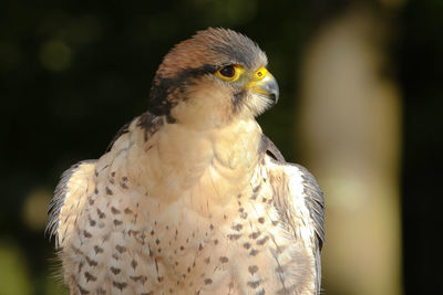 Close-up portrait of owl