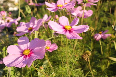 Close-up of pink cosmos flowers