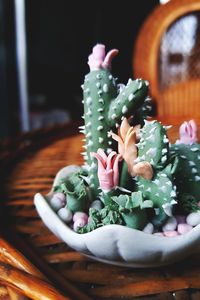 Close-up of succulent plant on table