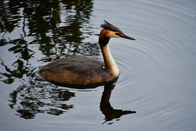 High angle view of duck swimming on lake