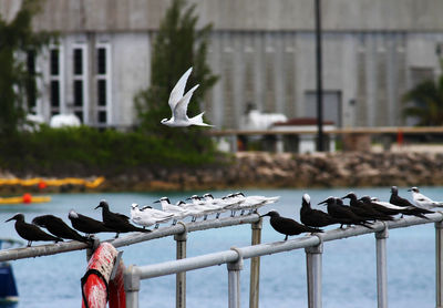Seagull flying over a railing