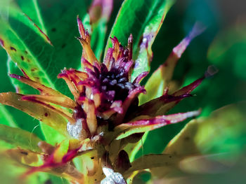 Close-up of red flowers