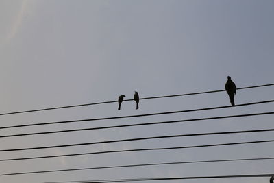 Low angle view of birds perching on cable against sky