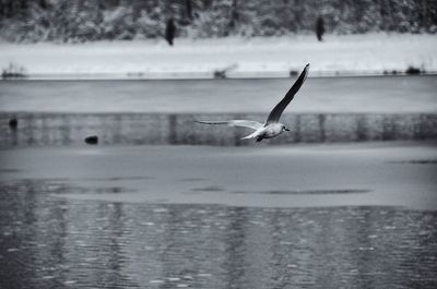 Close-up of seagull flying over lake against sky