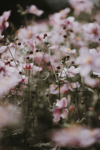 Close-up of pink flowering plants on field