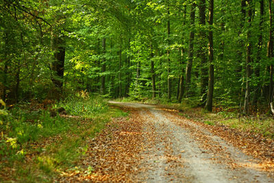 Road amidst trees in forest