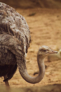 Close-up of ostrich