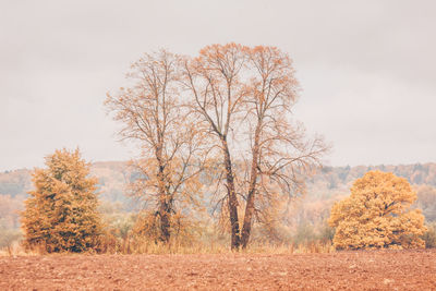 Trees on field against sky during autumn