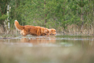 Cat on a lake