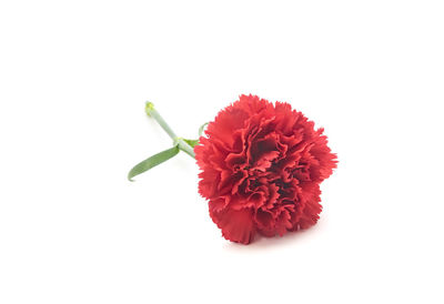 Close-up of red flower against white background