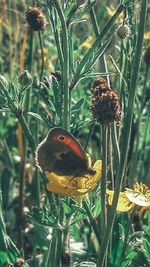 Close-up of bird perching on flower