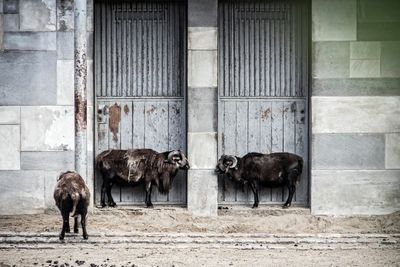 Goats by door