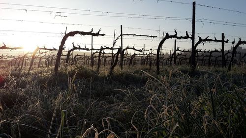 Close-up of silhouette barbed wire on field against sky