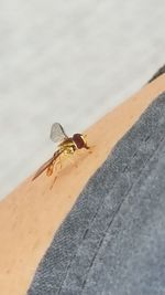 High angle view of bee on the wall