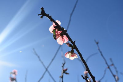Low angle view of pink cherry blossom against sky