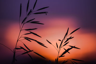 Low angle view of silhouette plant against orange sky