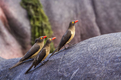 Close-up of birds on hippopotamus