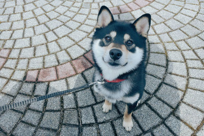 High angle view of dog on footpath