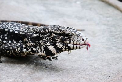 Close-up of butterfly on leaf