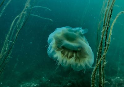 Close-up of jellyfish swimming in sea