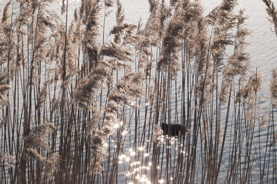 Reflection of trees in water