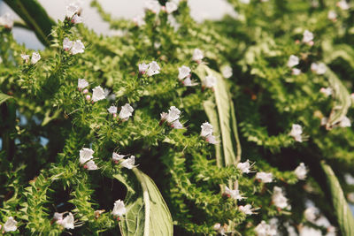 Close-up of white flowers blooming outdoors