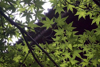 Low angle view of leaves on tree