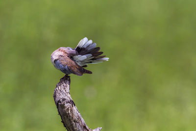 Close-up of a bird flying