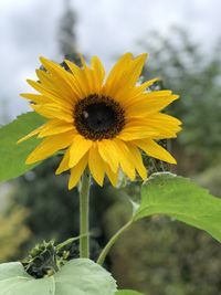 Close-up of yellow sunflower