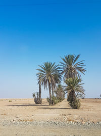 Palm trees on field against clear blue sky