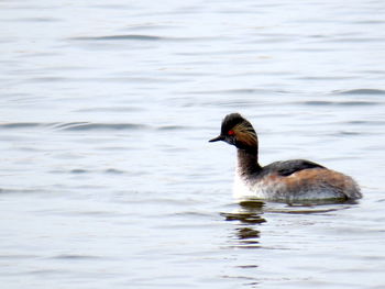 Duck swimming in a lake