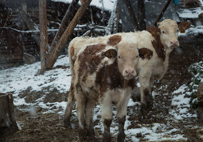 Portrait of cows standing on field during snowfall