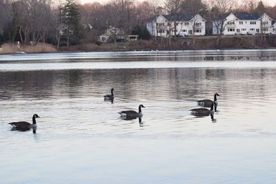 Ducks swimming in lake