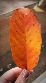 Close-up of hand holding orange leaf