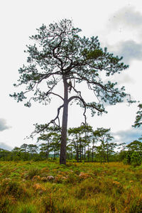 Tree on field against sky