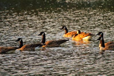 Ducks swimming in lake