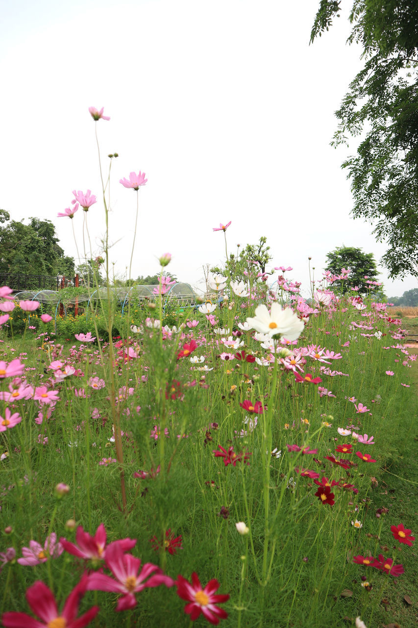 PINK COSMOS FLOWERS ON FIELD AGAINST SKY