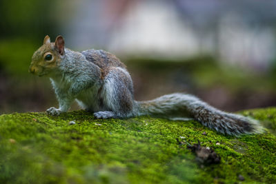 Close-up of squirrel