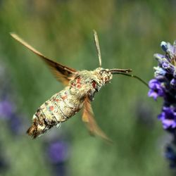 Close-up of insect on flower