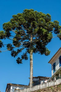 Low angle view of palm tree against blue sky